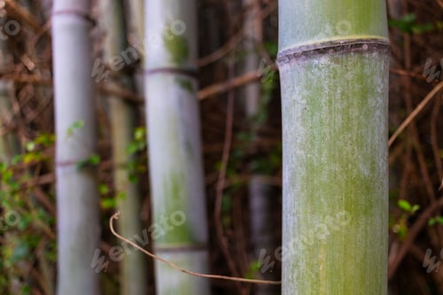 Preview: Thick Bamboo Forest Grove