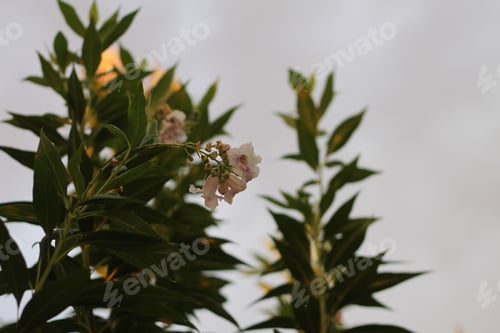 Preview: Delicate White Flowers and Green Leaves Bloom