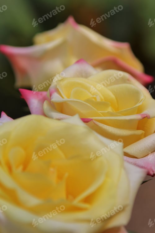 Preview: Yellow Roses With Pink / Red Tips. Photographed To Show Or Display The Beauty Of This Iconic Flower
