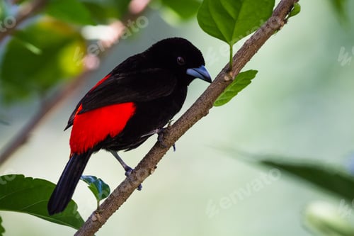 Preview: Close Up Of A Passerini"S Tanager Or Carpet Rumped Tanger In The Costa Rican Rainforest