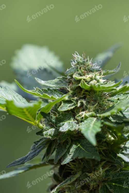 Preview: Close Up Of A Healthy Cannabis Plant Under Sunny Conditions