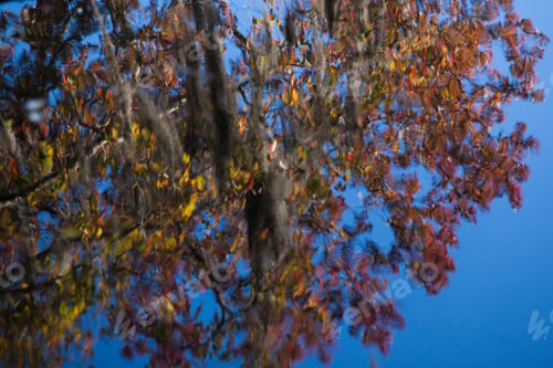 Preview: Trees Outdoors With Spanish Moss