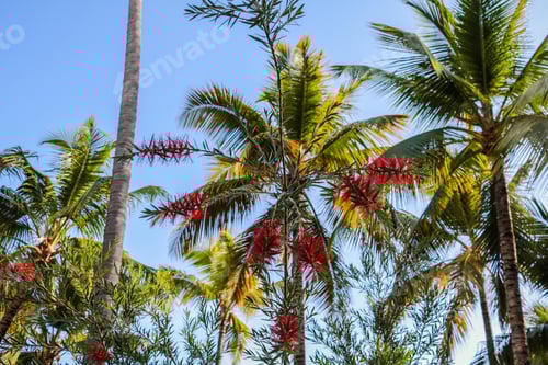 Preview: Punta Cana, Dominican Republic, Caribe - Local Exotic Flowers