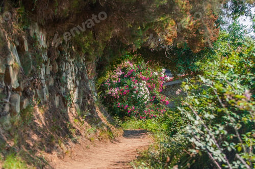 Preview: Landscape Photo Of A Sandy Trail Going Through The Bushes With Pink Flowers In The Background On A