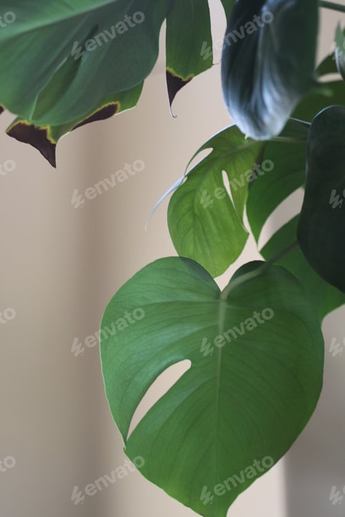Preview: Leaves Fo A Monstera Deliciosa Philodendron 9730