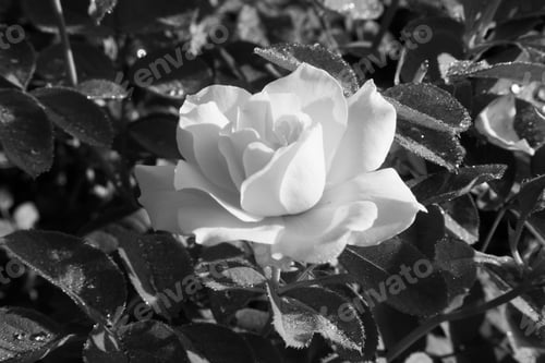 Preview: Black And White Rose