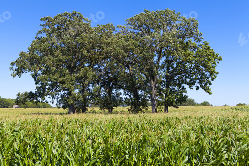 Preview: American Countryside