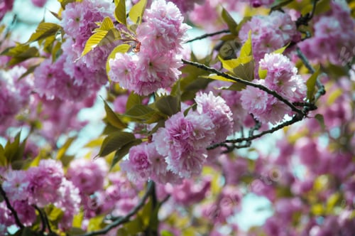 Preview: Beautiful Cherry Tree Blossoms Against Blue Sky Create Beautiful Spring Backdrop