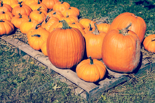 Preview: Pumpkins
