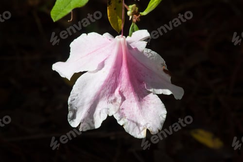 Preview: Pretty Purple Rhododendron Flowers