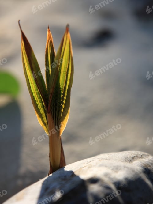 Preview: Sprout Of Coconut