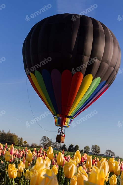Preview: Hot Air Balloon Ride Over A Tulip Farm In Oregon On An Early Spring Morning