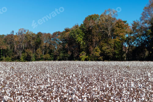 Preview: Blooming Cotton Field Ready For Harvest With Blue Sky