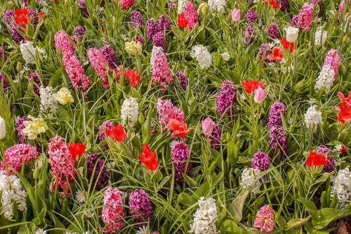 Preview: Netherlands Amsterdam Keukenhof Park Flowers Fields Tulips Colorful