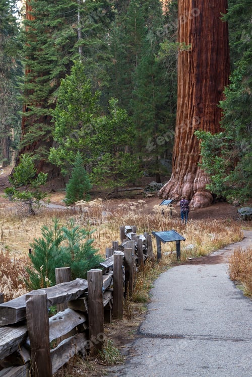 Preview: Sequoia Np, California - November 18: Man Taking A Picture On The Trail For The Big Trees Loop