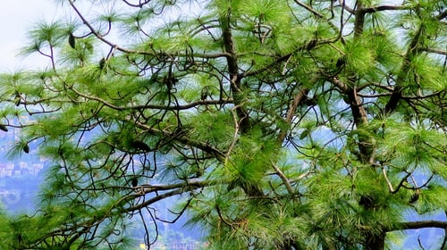 Preview: Green Tree Overlooking Shimla, India