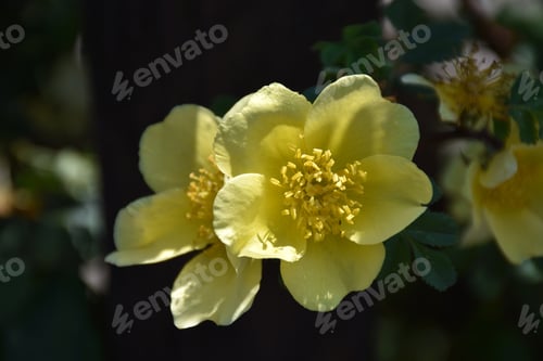 Preview: Bush With Beautiful Blooming Wild Yellow Roses.