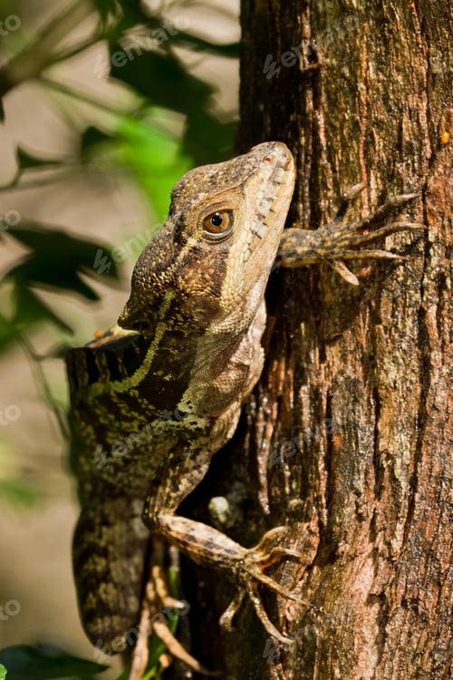 Preview: Tree Lizard Climbing In The Rain Forest Of Belize