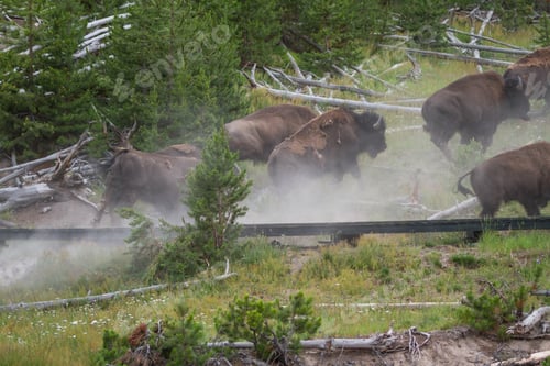 Preview: Group Of Bison Running Over The Boardwalk In Yellowstone National Park