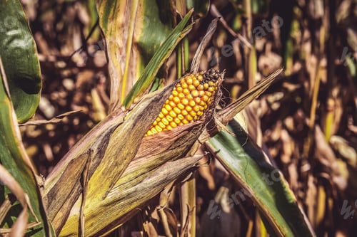 Preview: Corn Field (Patch)
