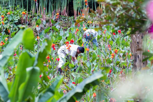 Preview: Alajuela, Costa Rica - May 02: Gardeners Landscaping A Beautiful Hillside With Colorful Flowers And