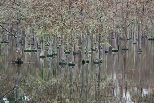 Preview: Trees Growing In The Water And Reflecting In The Water