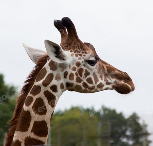 Preview: A Giraffe Outdoors In Nature