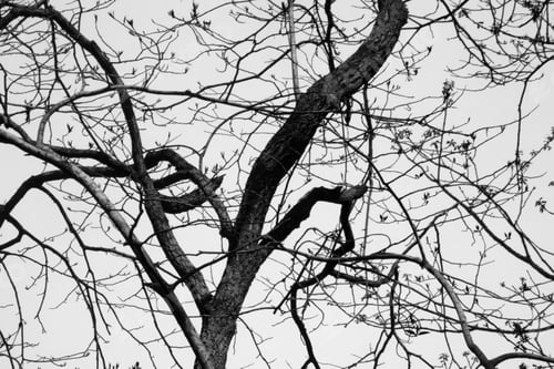 Preview: The Abstract Pattern Of A Tree Against The Sky