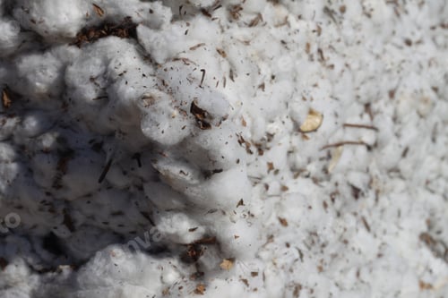 Preview: A Closeup Of A Bale Of Cotton Fresh From The Field 4637