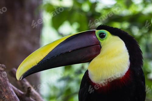 Preview: Close Up Of A Chestnut Mandibled Toucan In Costa Rica