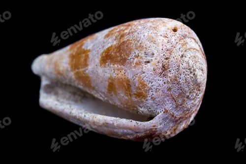Preview: Beautiful Sea Shell Adorned By Amazing Natural Patterns And Color