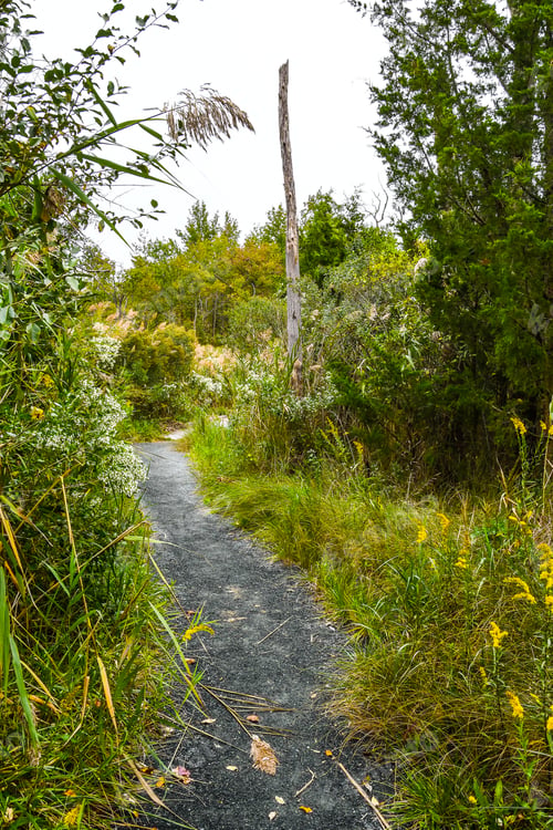 Preview: A Tall View Of A Curving Pathway In The Bombay Hook National Wildlife Refuge With Textures Of A