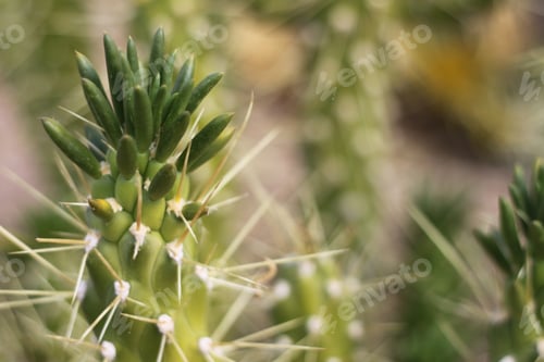 Preview: A Green Eve'S Needle Cactus Plant 0610