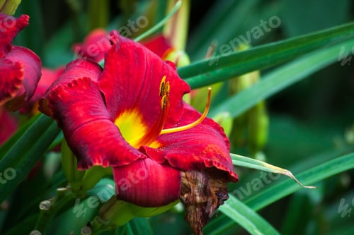 Preview: Red Rooster Lily In A Garden