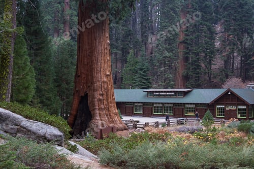 Preview: Sequoia Np, California - November 16: Tourists Posing For A Photograph With A Giant Sequoia