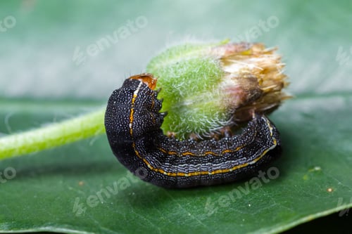 Preview: Close Up Of A Small Tropical Catterpilar Walking On A Green Flower Bud