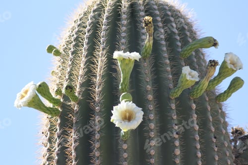 Preview: Blooming Cactus Flowers Against a Clear Blue Sky
