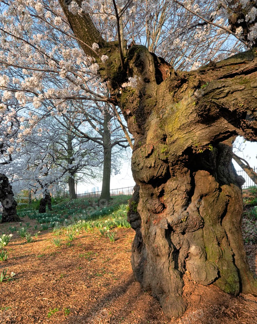 Preview: Spring In Central Park, New York City,Malus Hupehensis,, Crab Apple Trees