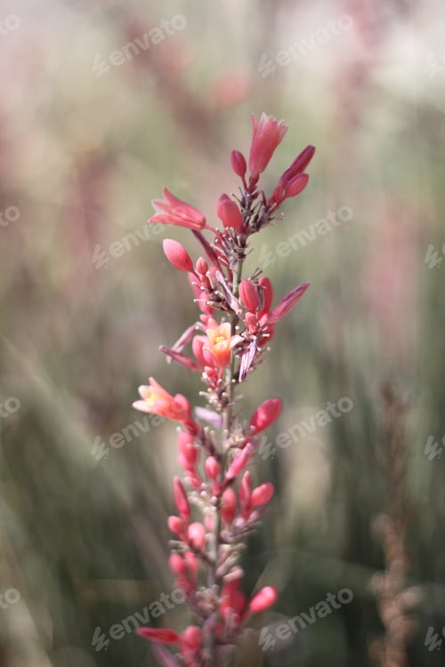 Preview: A Red Yucca Plant With Small Flowers 8001