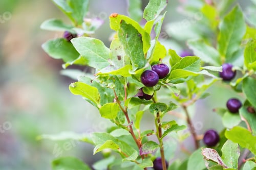 Preview: Fresh Huckleberries In The Southern Oregon Cascades On The Plants Using A Macro Lens For Close Up