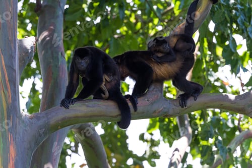 Preview: Mother Howler Walking On A Tree Branch With Her Baby Hanging On