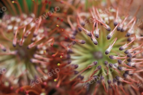 Preview: A Cluster Of Scarlet Ribbon Nodding Pincushion Flowers 7470