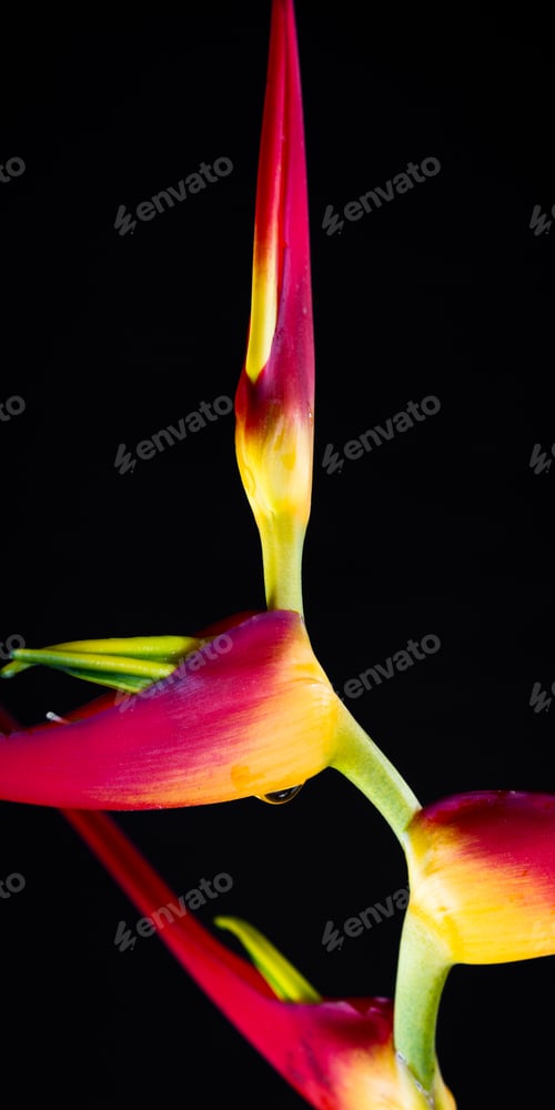 Preview: Close Up Of A Beautiful Tropical Heliconia Latispatha With Vivid Colors Isolated On A Black