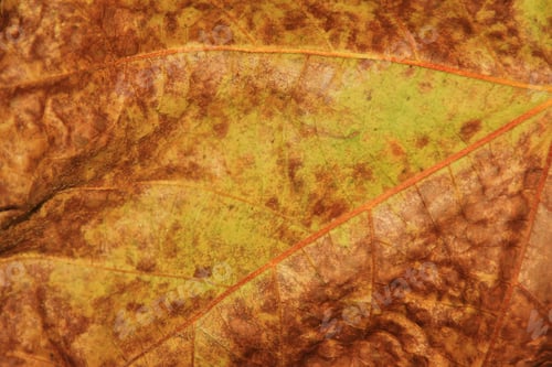 Preview: Fall Leaf Background - Colors In Nature - Dry Beauty