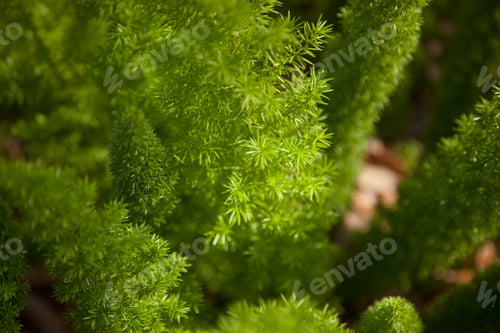 Preview: Foxtail Fern For Background