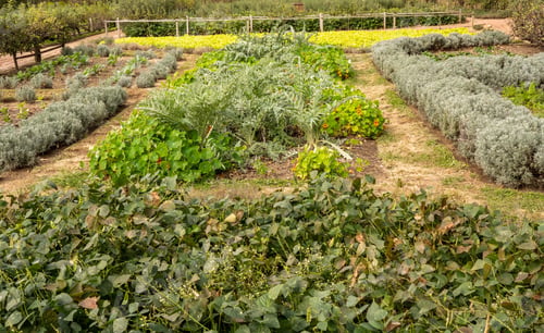 Preview: Vegetables And Herbs Growing In Traditional Rural Kitchen Garden