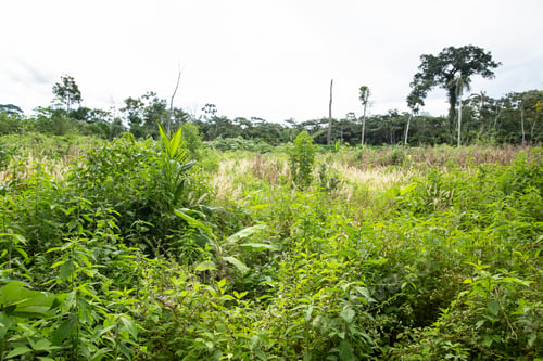 Preview: Image Of Peruvian Rain Forest. Tropical Vegetation In Amazon Jungle. Sunny Day.
