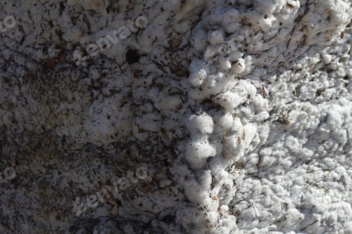Preview: A Closeup Of A Bale Of Cotton Fresh From The Field 4633