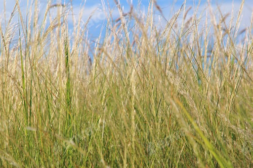 Preview: Grass Textured Background - Nature'S Fine Details And Colorful Beauty