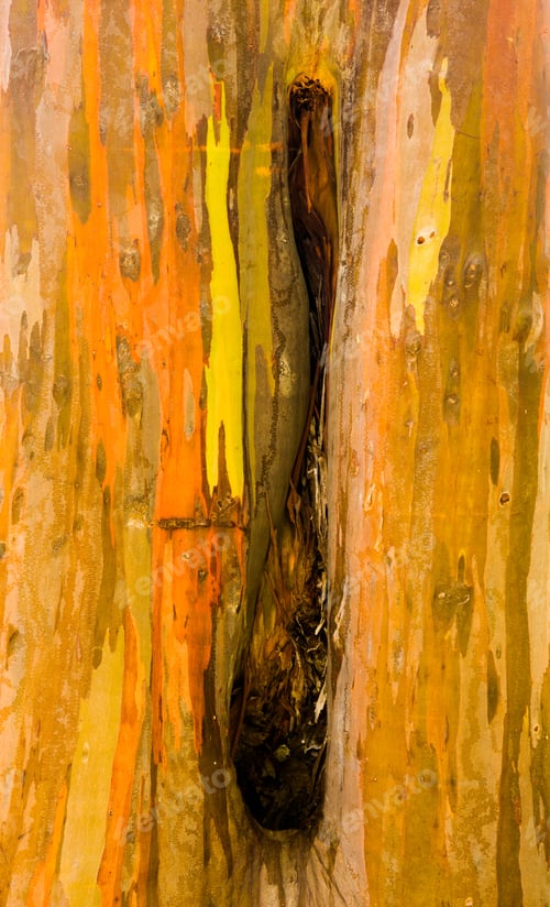 Preview: Close Up Of The Colorful Bark And Tree Trunk Of The Rainbow Eucalyptus Tree In Hawaii, Usa